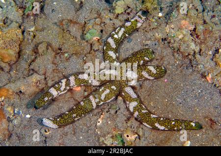 Luzon Sea Star, Echinaster luzonicus, mit Kriechkamm Jellies, Coeloplanidae Family, Batu Ringgit Tauchplatz, Tulamben, Karangasem Regency, Bali, I Stockfoto