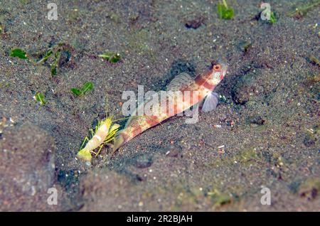 Blotchy Shrimpgoby, Amblyeleotris periophthalma, mit White Saddle Snapping Shrimp, Alpheus sp, Batu Ringgit Tauchplatz, Tulamben, Karangasem Regency, Stockfoto