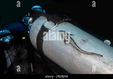 Slender Suckerfish, Echeneis Naukrates, im Tauchbecken, Ghost Bay Tauchplatz, Amed, Karangasem Regency, Bali, Indonesien Stockfoto