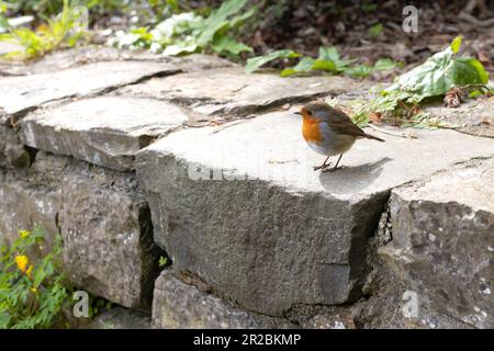 Ein Europäisches Rotkehlchen - Erithacus rubecula - steht auf einer Felswand in einem Garten. Stockfoto