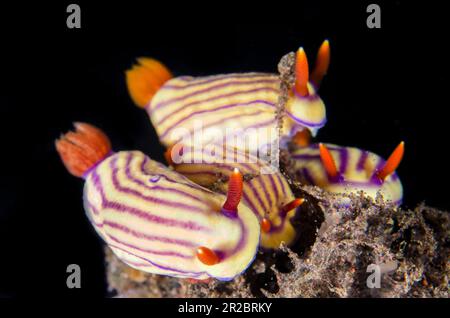 Wunderschöne Hypselodoris Nudibranch, Hypselodoris maridadilus, Seraya Tauchplatz, Tulamben, Karangasem Regency, Bali, Indonesien Stockfoto