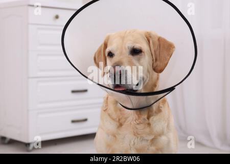 Süßer Labrador Retriever mit schützendem Kragen zu Hause Stockfoto