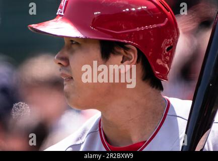 Baltimore, USA. 18. Mai 2023. BALTIMORE, MD - 18. MAI: Nahaufnahme der Los Angeles Angels, die den Pitcher Shohei Ohtani (17) bei einem MLB-Spiel zwischen den Baltimore Orioles und den Los Angeles Angels am 18. Mai 2023 im Orioles Park at Camden Yards in Baltimore, Maryland, beim Schläger starteten. (Foto: Tony Quinn/SipaUSA) Guthaben: SIPA USA/Alamy Live News Stockfoto