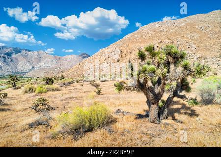 Yucca-Baum am Walker Pass, Sierra Nevada, Kalifornien, USA Stockfoto