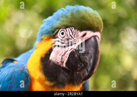 Papagei. Blaugelber Ara (Ara arauna), auch bekannt als blauer und goldener Ara. Wildes Tier. Stockfoto