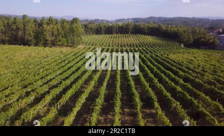 Luftaufnahme, Reihen von Weinreben, Weinberg, Portugal Stockfoto