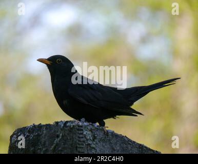 Nahaufnahme eines Ameisenvogel, der auf Stein hockt Stockfoto
