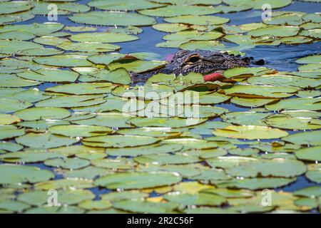 Auf dem gesunden West Orange Boardwalk Trail im Oakland Nature Preserve in Oakland, Florida, könnt ihr durch Lilienpfeifen im Lake Apopka schlendern. Stockfoto