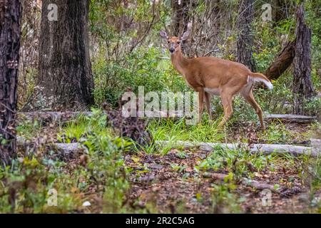 Weißwedelhirsche im Paynes Prairie Preserve State Park in Micanopy, Florida, bei Gainesville. (USA) Stockfoto