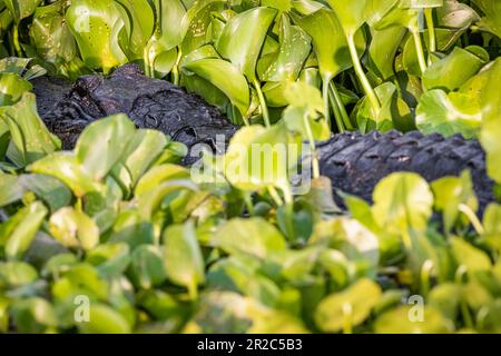 Großer Florida-Alligator (Alligator mississippiensis) inmitten von Wasserhyazinthen im Paynes Prairie Preserve in Micanopy, Florida, bei Gainesville. Stockfoto