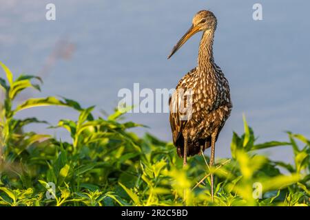 Limpkin (Aramus guarauna) im Paynes Prairie Preserve State Park in Micanopy, Florida, in der Nähe von Gainesville. (USA) Stockfoto