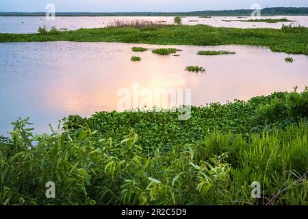 Sonnenuntergang im Paynes Prairie Preserve State Park in Micanopy, Florida, in der Nähe von Gainesville. (USA) Stockfoto