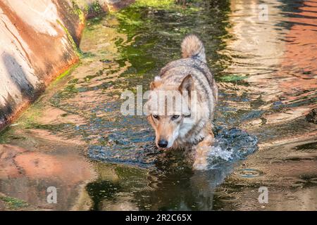 Grauer Wolf, Canis Lupus, spritzt durch Wasser. Grauer Wolf, der über einen Bach läuft. Nahaufnahme eines grauen Wolfs, der im Flusswasser waten und towar blickten Stockfoto