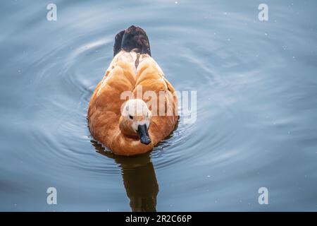 Ruddy Shelduck, oder rote Ente, lat. Tadorna ferruginea, Schwimmen auf einem See. Es ist Wasservögel Familie von Enten, ähnlich wie die gemeinsame. Der Vogel hat einen Orang Stockfoto