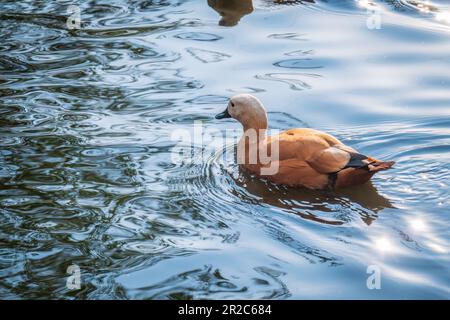 Ruddy Shelduck, oder rote Ente, lat. Tadorna ferruginea, Schwimmen auf einem See. Es ist Wasservögel Familie von Enten, ähnlich wie die gemeinsame. Der Vogel hat einen Orang Stockfoto