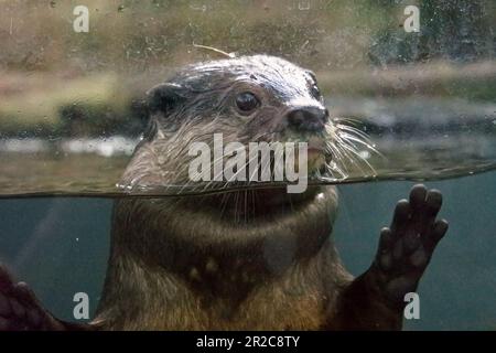 Im Zoo von Bali in Singapadu, Sukawati, Gianyar, Bali, Indonesien, wird der haarige Otter (Lutra sumatrana), ein semiaquatischer Fleischfresser, fotografiert. Stockfoto