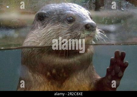 Im Zoo von Bali in Singapadu, Sukawati, Gianyar, Bali, Indonesien, wird der haarige Otter (Lutra sumatrana), ein semiaquatischer Fleischfresser, fotografiert. Stockfoto