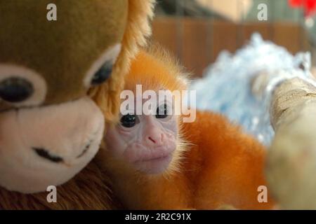 Ein Säugling von Lutung (East Javan langur, Trachypithecus auratus) wird fotografiert, da er eine Primaten-Puppe in der Hand hält, die nahe an ihm platziert wird, um seinen Stresslevel während einer Behandlung in einer tierärztlichen Einrichtung zu reduzieren, die vom Bali Zoo in Gianyar, Bali, Indonesien, geleitet wird. Stockfoto