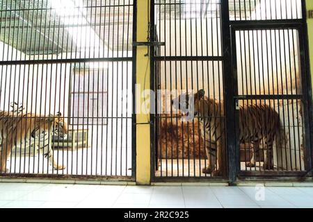 Ein Sumatra-Tiger (links) und ein Bengal-Tiger (rechts) in der vom Zoo Bali in Singapur, Sukawati, Gianyar, Bali, Indonesien verwalteten Veterinäreinrichtung. Stockfoto