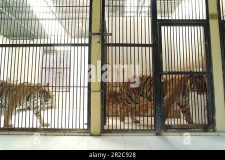 Ein Sumatra-Tiger (links) und ein Bengal-Tiger (rechts) in der vom Zoo Bali in Singapur, Sukawati, Gianyar, Bali, Indonesien verwalteten Veterinäreinrichtung. Stockfoto