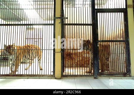 Ein Sumatra-Tiger (links) und ein Bengal-Tiger (rechts) in der vom Zoo Bali in Singapur, Sukawati, Gianyar, Bali, Indonesien verwalteten Veterinäreinrichtung. Stockfoto