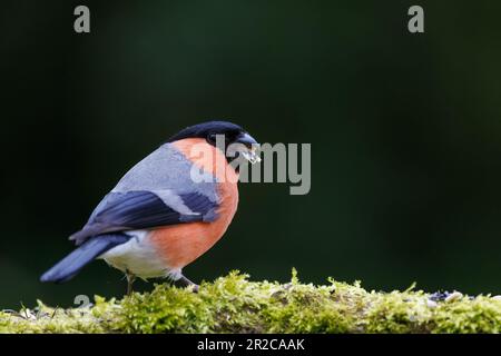 Eurasian Bullfinch (Pyrrhula pyrrhula) Männlicher Vogel, der sich an beköderten Mossenholz ernährt Stockfoto