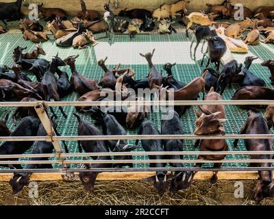 Ziegenhirsche stehen hinter dem Zaun auf und fressen Heu vor dem Hintergrund von Ziegenhirten, die auf dem Boden liegen Stockfoto