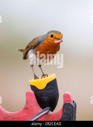 Der europäische Robin (Erithacus rubecula), der eine Made aus einem Fischstäbchen-Ködertopf nimmt Stockfoto