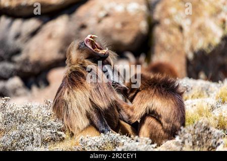 Gelada (Theropithecus gelada), manchmal auch als Affe mit blutenden Herzen oder als Gelada-Pavian bezeichnet. Simien-Berge, afrikanische Tierwelt in Äthiopien Stockfoto