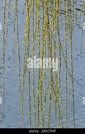 Fotos von gelben Knospen und Weidenblättern in diesem Frühling vor dem Hintergrund des Wassers. Stockfoto