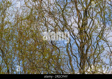 Drachen kratzen Weidenzweige mit neuen Blättern und Blumen am blauen Himmel - lateinischer Name - Salix matsudana Tortuosa. Stockfoto