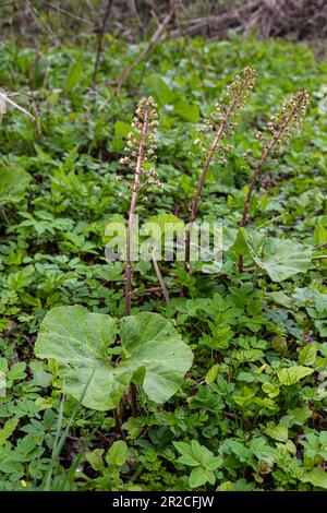 Butterbur, Pestilenzwürze, Petasites hybridus.Blossom, Common Butterbur. Eine blühende Butterbur-Petasiten-Hybridus-Blume im Met Stockfoto