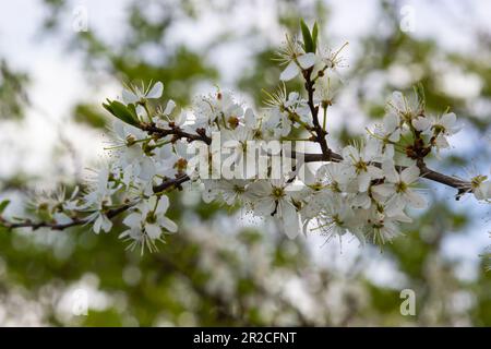 Prunus spinosa, weiße Sloe-Blüten im Frühling. Die Wildpflanze aus der Familie Rosaceae produziert im Spätherbst essbare Beeren. Stockfoto