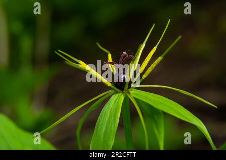 Pariser Quadrifolie. Blume aus der Nähe der giftigen Pflanze, Kräuter-paris oder der Knoten wahrer Liebhaber. Blühendes Gras Paris. Krähenauge oder Rabenauge, poiso Stockfoto