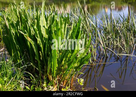 Nahaufnahme der Gelben Flagge Irisses Iris pseudacorus und Great Water Dock Rumex Hydrolapathum. Stockfoto