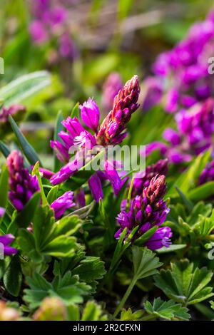 Polygala vulgaris, auch bekannt als gewöhnliches Milchkraut, ist eine mehrjährige krautige Pflanze der Familie der Polygalaceae. Polygala vulgaris subsp. Oxyptera, Polyga Stockfoto