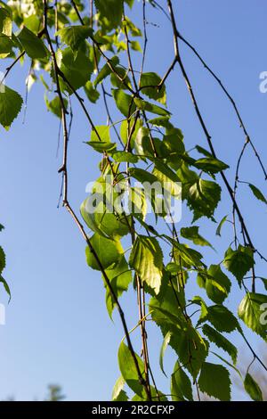 Grüne Feder auf einem Ast. Birkenblätter. Birkenäste, Bäume im Park, Frühlingssaison. Junge Blätter in der Natur. Waldhintergrund, Nahaufnahme. P Stockfoto