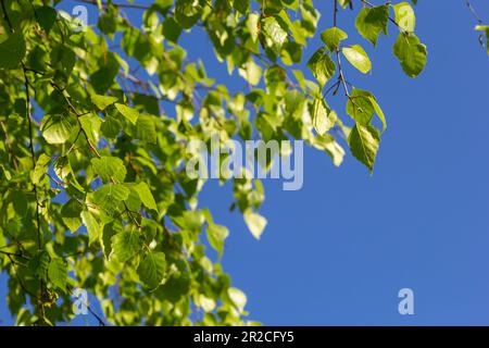 Grüne Feder auf einem Ast. Birkenblätter. Birkenäste, Bäume im Park, Frühlingssaison. Junge Blätter in der Natur. Waldhintergrund, Nahaufnahme. P Stockfoto