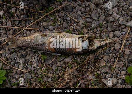 Toter Fisch zerfällt am Ufer der Ukraine Stockfoto