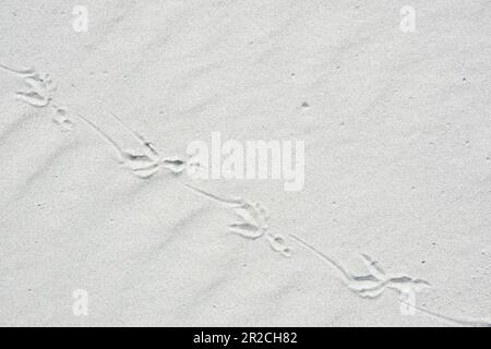 Fußabdrücke eines Vogels im trockenen Sand Stockfoto