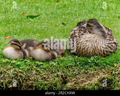 Erwachsene weibliche Stockente (Anas platyrhynchos) mit zwei Entenküken, die auf Gras sitzen, Northamptonshire, England, Großbritannien Stockfoto