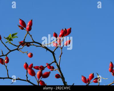 Nahaufnahme leuchtend roter Hagebutten vor einem klaren blauen Himmel im Herbst, England, Großbritannien Stockfoto