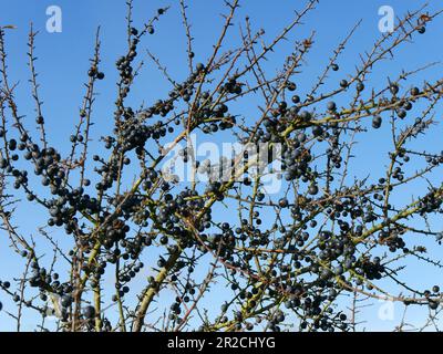 Ein mit Schlehen bedeckter Schwarzdorn (Prunus spinosa)-Busch mit blauem Himmel im Herbst, Großbritannien Stockfoto