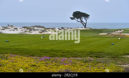 Ein Zypressenbaum am Rande der Küstenklippe mit grünem Gras im Vordergrund. Stockfoto