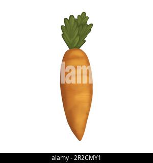 Handgezeichnete Aquarellkarotten-Clipart. Aquarellfarbene Lebensmittelbeleuchtung auf weißem Hintergrund isoliert. Stockfoto