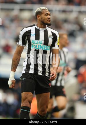 Newcastle upon Tyne, Großbritannien. 18. Mai 2023. Joelinton von Newcastle United während des Premier League-Spiels zwischen Newcastle United und Brighton Hove Albion in St. James' Park, Newcastle-Upon-Tyne. Das Bild sollte lauten: Nigel Roddis/Sportimage Credit: Sportimage Ltd/Alamy Live News Stockfoto