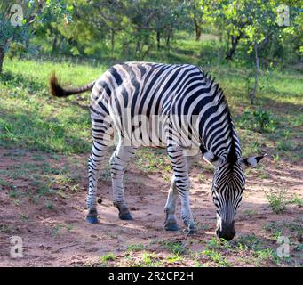 Burchells Zebras (Equus quagga burchellii) in ihrer natürlichen Umgebung: (Pix Sanjiv Shukla) Stockfoto