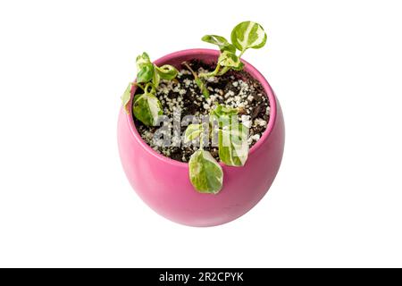 Perlen und Jade Pothos Pflanzen in einem pinkfarbenen Keramiktopf Stockfoto
