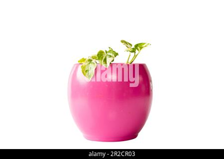 Epipremnum Aureum Manjula-Rebsorte in einem Keramiktopf, isoliert auf weißem Hintergrund Stockfoto