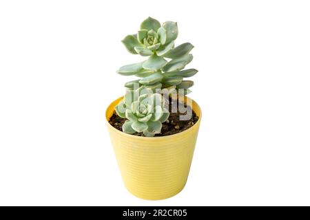 Wunderschöne echeveria Sukculent in einem Topf isoliert auf weißem Hintergrund Stockfoto